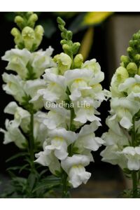 Aslanağzı Çiçeği Fidesi  White 10 Adet - 3