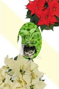 Atatürk  Fidesi Mıx ( Poinsettia ) 2 Adet - 1