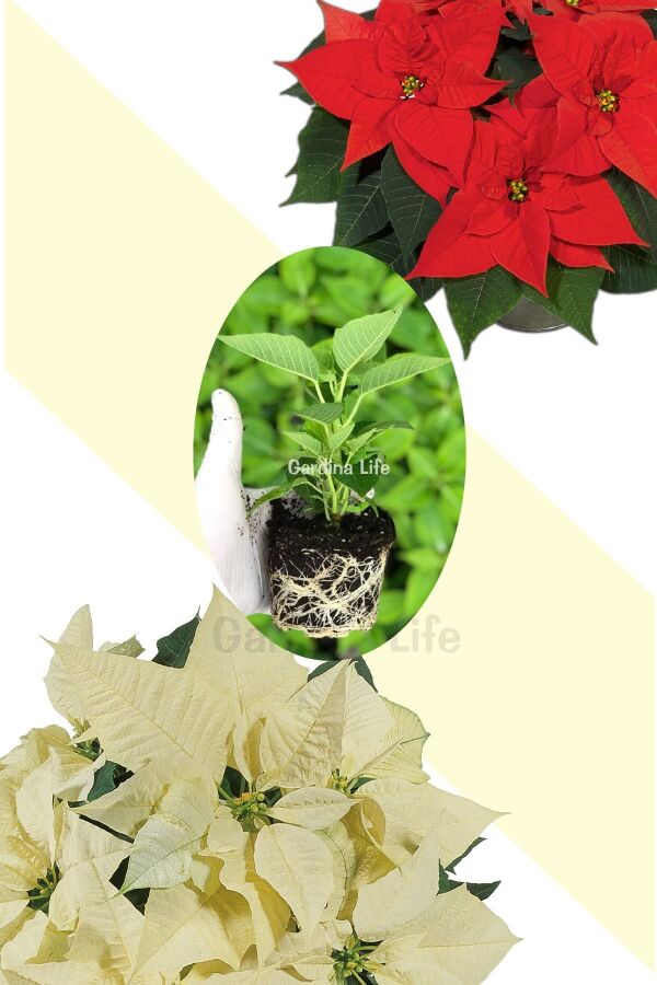 Atatürk  Fidesi Mıx ( Poinsettia ) 2 Adet - 1