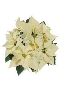 Atatürk  Fidesi Mıx ( Poinsettia ) 2 Adet - 3
