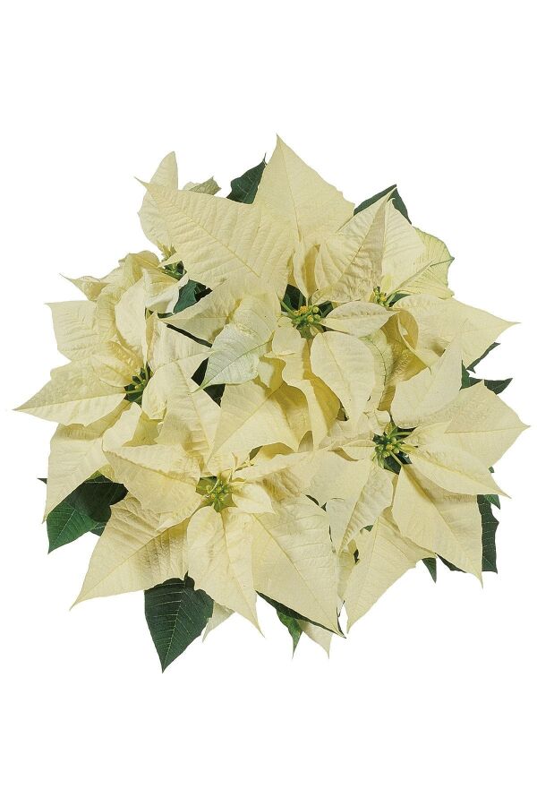 Atatürk  Fidesi Mıx ( Poinsettia ) 2 Adet - 3