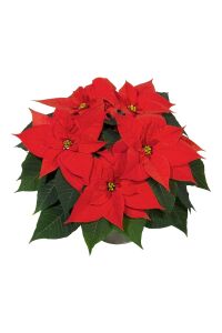 Atatürk  Fidesi Mıx ( Poinsettia ) 2 Adet - 5