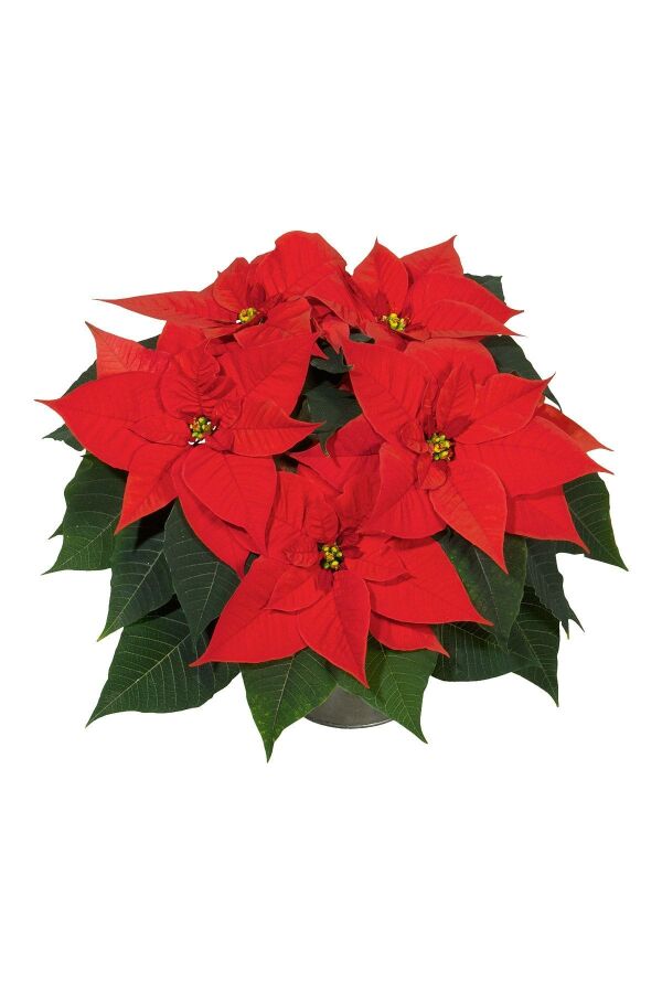 Atatürk  Fidesi Mıx ( Poinsettia ) 2 Adet - 5