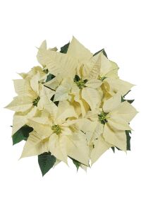 Atatürk  Fidesi ( Poinsettia )  Pearl - 1