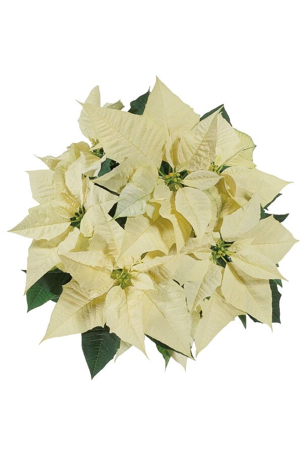 Atatürk  Fidesi ( Poinsettia )  Pearl - 1