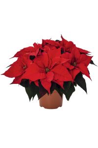 Atatürk  Fidesi Red( Poinsettia )  - 1