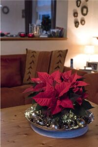 Atatürk  Fidesi Red( Poinsettia )  - 4