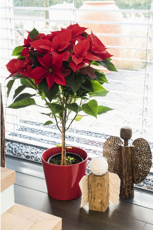 Atatürk  Fidesi Red( Poinsettia )  - 5