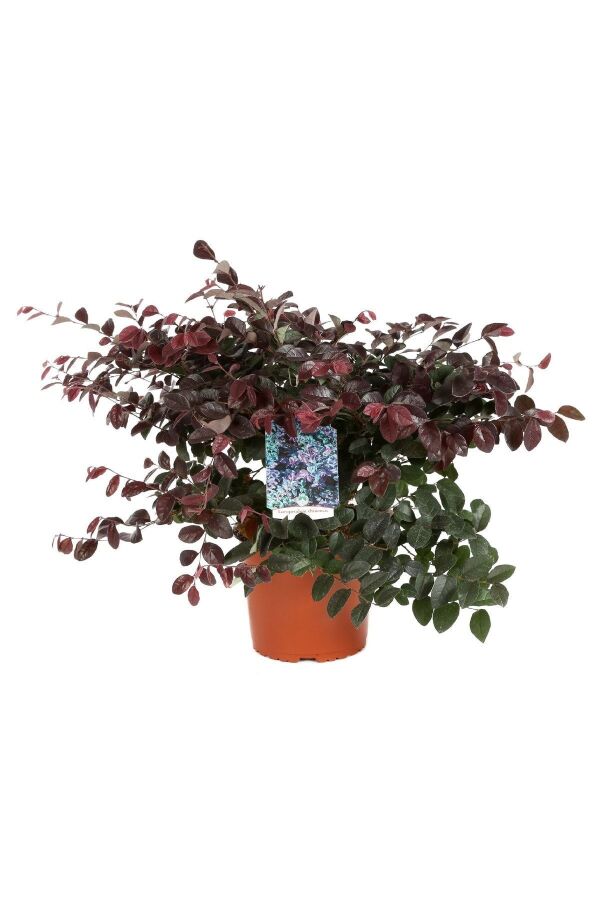 Ateş Dansı Pembe Rüya  Fidesi ( LOROPETALUM ) - 1