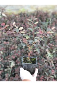 Ateş Dansı Pembe Rüya  Fidesi ( LOROPETALUM ) - 2