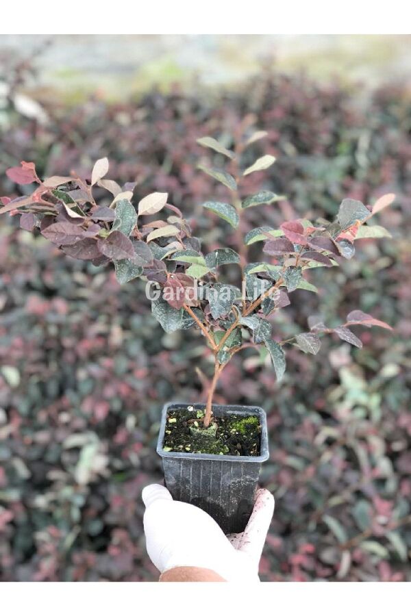 Ateş Dansı Pembe Rüya  Fidesi ( LOROPETALUM ) - 2