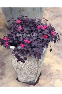 Ateş Dansı Pembe Rüya  Fidesi ( LOROPETALUM ) - 3