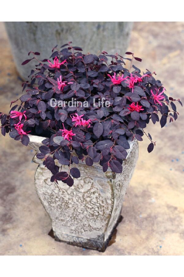 Ateş Dansı Pembe Rüya  Fidesi ( LOROPETALUM ) - 3