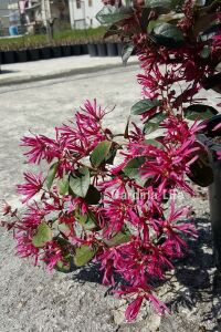 Ateş Dansı Pembe Rüya  Fidesi ( LOROPETALUM ) - 4