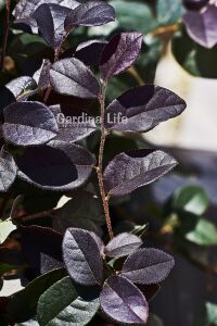 Ateş Dansı Pembe Rüya  Fidesi ( LOROPETALUM ) - 5