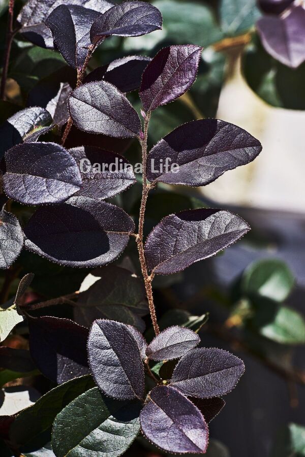 Ateş Dansı Pembe Rüya  Fidesi ( LOROPETALUM ) - 5