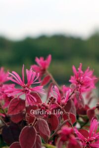Ateş Dansı Pembe Rüya  Fidesi ( LOROPETALUM ) - 6