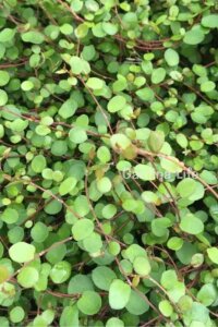 Avusturya Sarmaşığı Fidesi 1 Adet ( Muehlenbeckia Complexa ) - 2