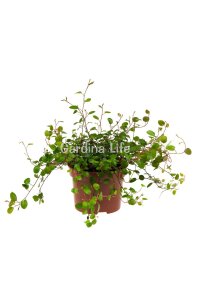 Avusturya Sarmaşığı Fidesi 1 Adet ( Muehlenbeckia Complexa ) - 3