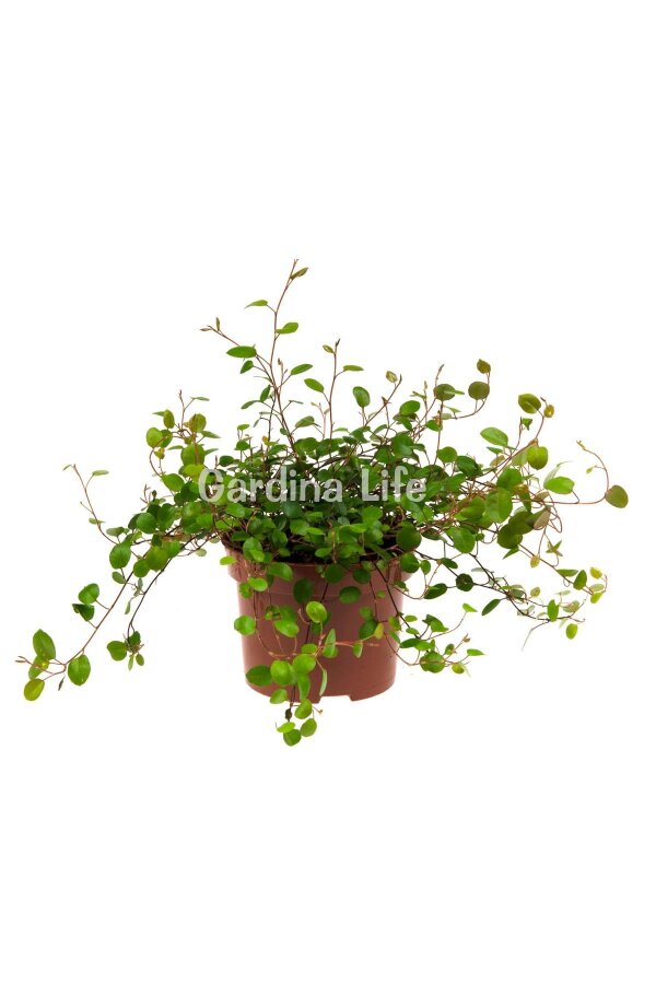 Avusturya Sarmaşığı Fidesi 1 Adet ( Muehlenbeckia Complexa ) - 3