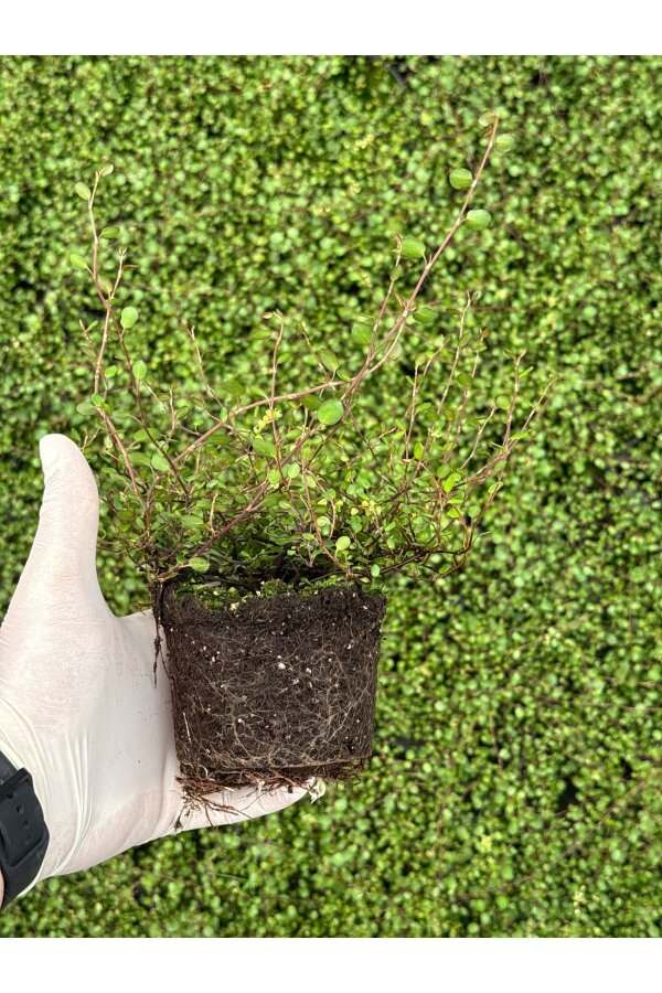 Avusturya Sarmaşığı Fidesi 1 Adet ( Muehlenbeckia Complexa ) - 4
