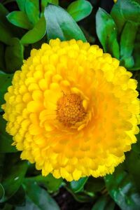 Aynı Safa  Fidesi Mıx  Yellow - Orange ( Calendula Bonbon ) - 1