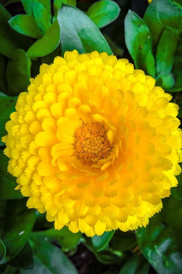 Aynı Safa  Fidesi Mıx  Yellow - Orange ( Calendula Bonbon ) - 1