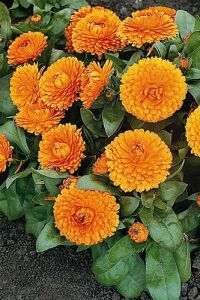 Aynı Safa  Fidesi Mıx  Yellow - Orange ( Calendula Bonbon ) - 2