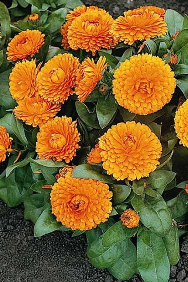 Aynı Safa  Fidesi Mıx  Yellow - Orange ( Calendula Bonbon ) - 2