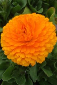 Aynı Safa  Fidesi Mıx  Yellow - Orange ( Calendula Bonbon ) - 3