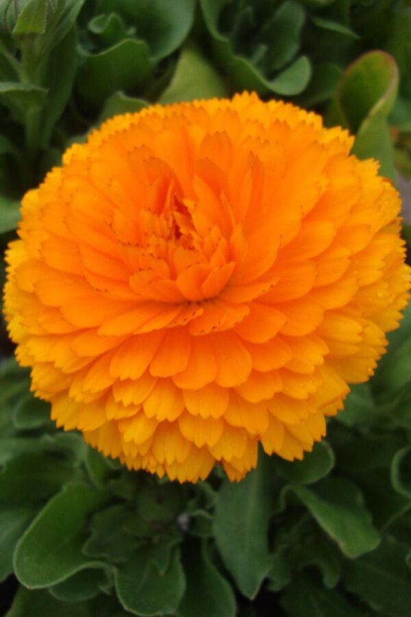 Aynı Safa  Fidesi Mıx  Yellow - Orange ( Calendula Bonbon ) - 3