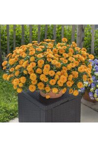 Aynı Safa  Fidesi Mıx  Yellow - Orange ( Calendula Bonbon ) - 4