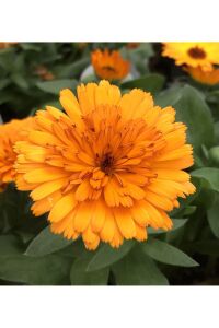 Aynı Safa  Fidesi Mıx  Yellow - Orange ( Calendula Bonbon ) - 5