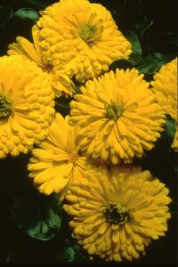 Aynı Safa  Fidesi Mıx  Yellow - Orange ( Calendula Bonbon ) - 6