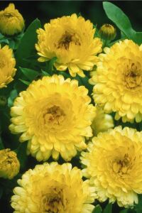 Aynı Safa  Fidesi Mıx  Yellow - Orange ( Calendula Bonbon ) - 7