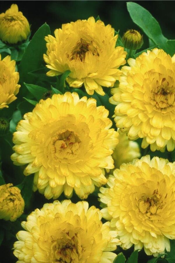 Aynı Safa  Fidesi Mıx  Yellow - Orange ( Calendula Bonbon ) - 7