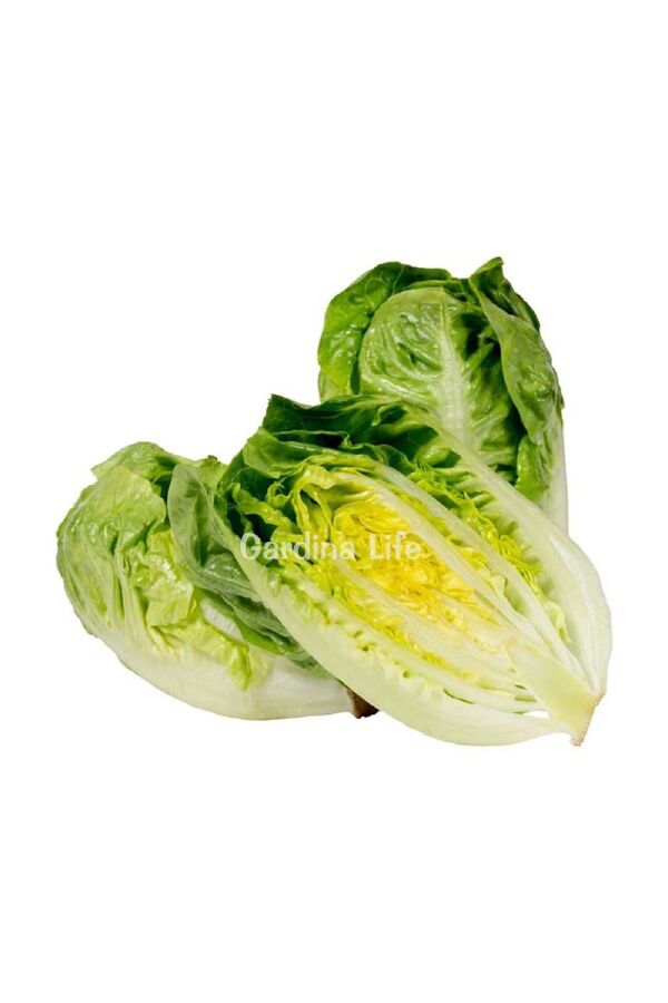 Baby Mini Yedikule Marul Fidesi 10 Adet
