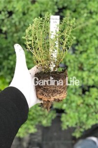 Bahçe Kekiği ( Thymus Vulgaris ) Fredo Strong - 2
