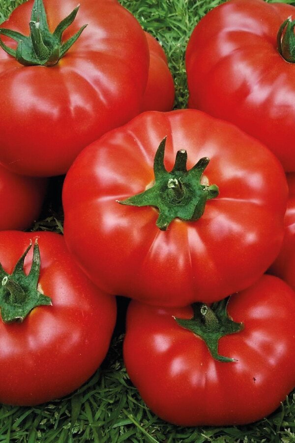 Beef Domates Fidesi ( Iri Etli Domates) 5 Adet - 6