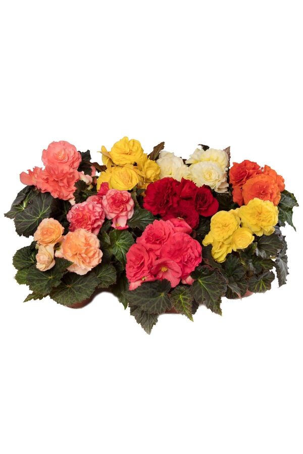 Begonya  Fidesi ( Begonia Tuberhybrida ) Mıx 4 Farklı Renk 4 Adet - 1