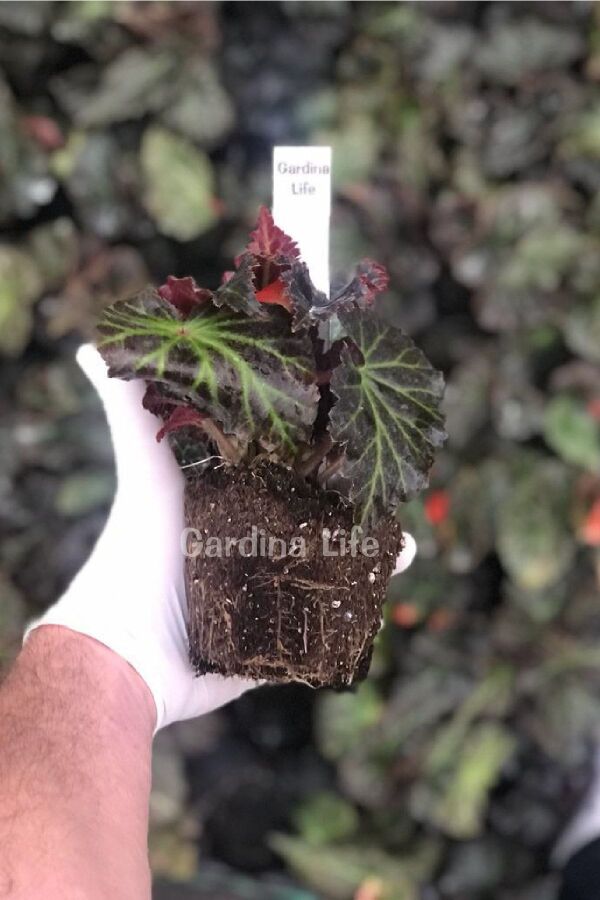 Begonya  Fidesi ( Begonia Tuberhybrida ) Mıx 4 Farklı Renk 4 Adet - 2
