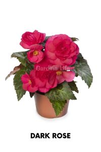 Begonya  Fidesi ( Begonia Tuberhybrida ) Mıx 4 Farklı Renk 4 Adet - 3