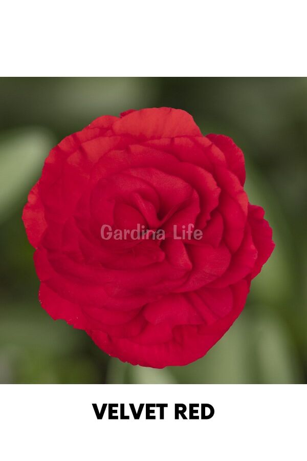 Begonya  Fidesi ( Begonia Tuberhybrida ) Mıx 4 Farklı Renk 4 Adet - 7