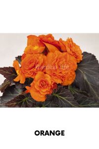 Begonya  Fidesi ( Begonia Tuberhybrida) Orange  - 1