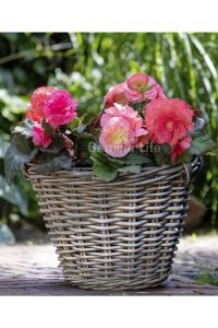 Begonya  Fidesi ( Begonia Tuberhybrida) Red  - 4