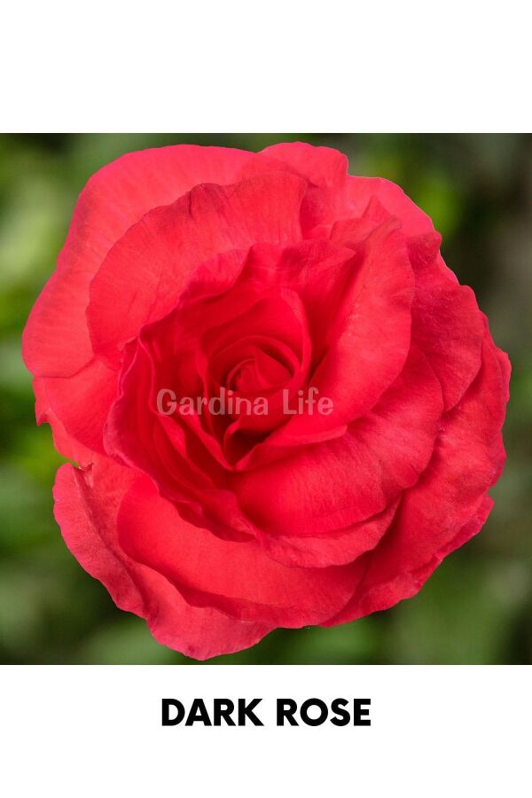 Begonya  Fidesi ( Begonia Tuberhybrida) Rose  - 3
