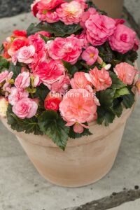 Begonya  Fidesi ( Begonia Tuberhybrida) Rose  - 6