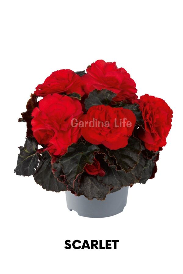 Begonya  Fidesi ( Begonia Tuberhybrida) Scarlet  - 1