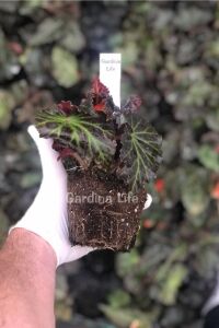 Begonya  Fidesi ( Begonia Tuberhybrida) Scarlet  - 2