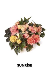Begonya  Fidesi ( Begonia Tuberhybrida) Sunrise  - 1